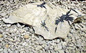 Enlarge photo 26
