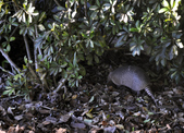 Enlarge photo 35