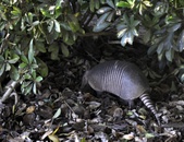 Enlarge photo 36