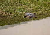 Enlarge photo 40