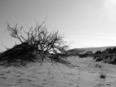 Enlarge photo 37