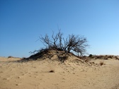 Enlarge photo 33