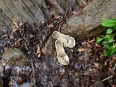 Enlarge photo 46