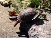 Enlarge photo 33