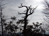 Enlarge photo 31