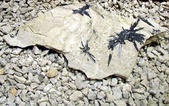 Enlarge photo 27