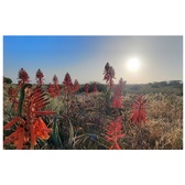Enlarge photo 37