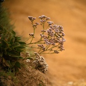 Enlarge photo 52