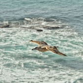 Enlarge photo 63