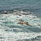 Enlarge photo 64