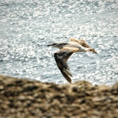 Enlarge photo 60