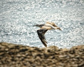 Enlarge photo 61