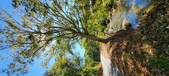 Enlarge photo 67