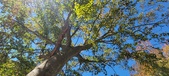 Enlarge photo 71
