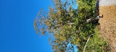 Enlarge photo 110