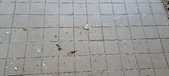 Enlarge photo 433