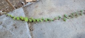 Enlarge photo 471