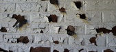 Enlarge photo 487