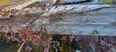 Enlarge photo 559
