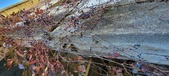Enlarge photo 562
