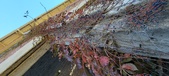 Enlarge photo 563