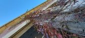 Enlarge photo 564