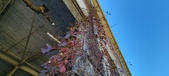 Enlarge photo 566