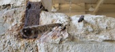 Enlarge photo 245