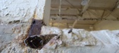 Enlarge photo 242