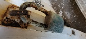 Enlarge photo 264