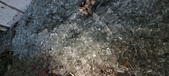Enlarge photo 297