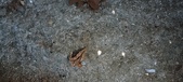 Enlarge photo 301
