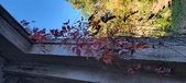 Enlarge photo 303