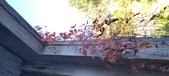 Enlarge photo 302