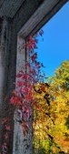 Enlarge photo 308