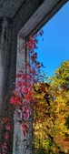 Enlarge photo 307