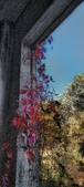 Enlarge photo 306