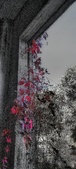 Enlarge photo 312