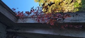 Enlarge photo 310