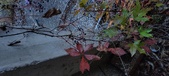 Enlarge photo 315