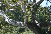 Enlarge photo 355