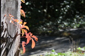 Enlarge photo 362