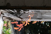 Enlarge photo 361