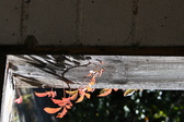 Enlarge photo 365