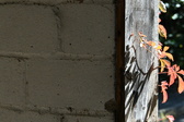 Enlarge photo 366