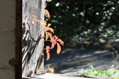 Enlarge photo 367