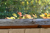 Enlarge photo 368