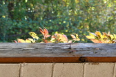 Enlarge photo 369