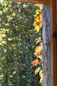 Enlarge photo 371