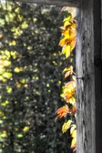 Enlarge photo 375
